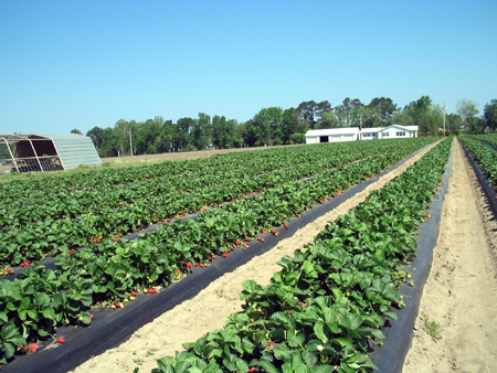 Carpenter's Strawberry Farm