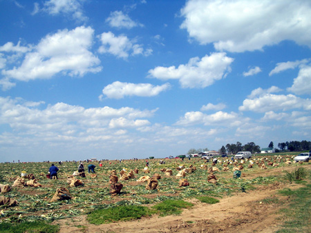 Gathering Vidalia Onions