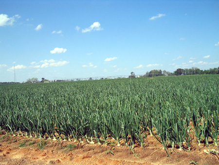 Onion Field