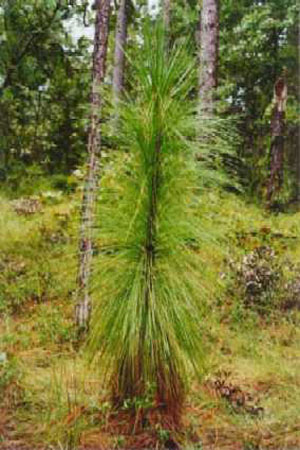 baby longleaf